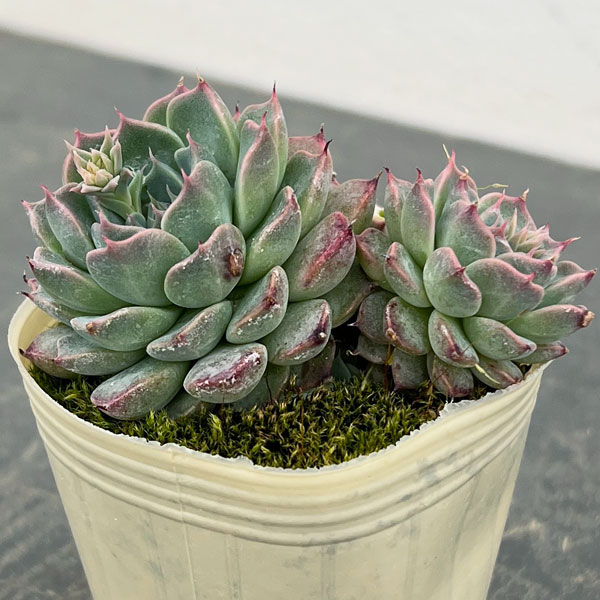 エケベリア：ハルビンゲリ2.5号ポット