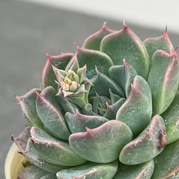 エケベリア：ハルビンゲリ2.5号ポット