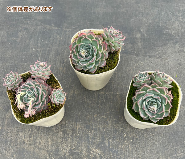 エケベリア：ハルビンゲリ2.5号ポット