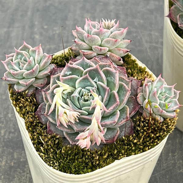 エケベリア：ハルビンゲリ2.5号ポット