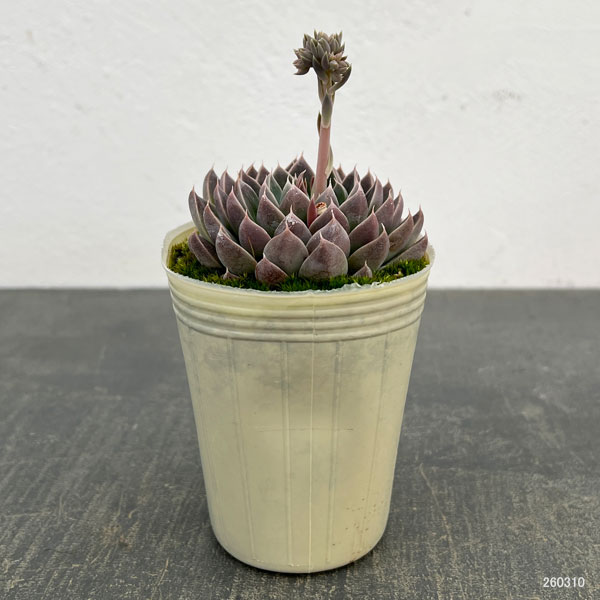 エケベリア：ウィンドオブチェンジ2.5号ポット