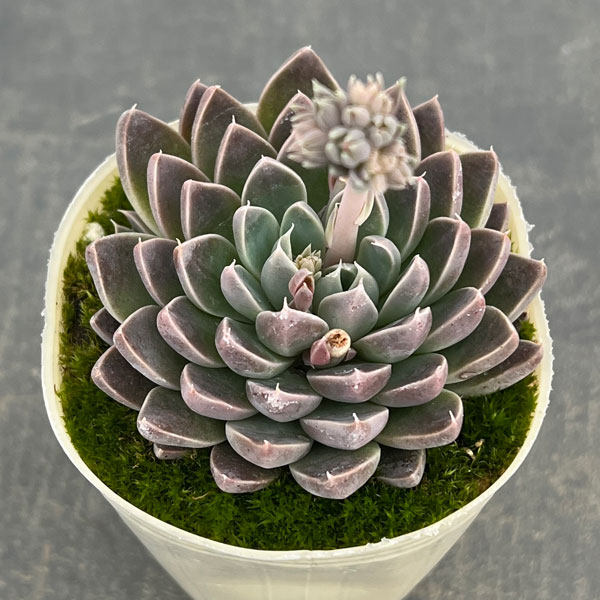 エケベリア：ウィンドオブチェンジ2.5号ポット