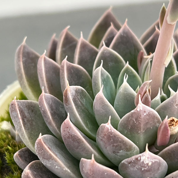 エケベリア：ウィンドオブチェンジ2.5号ポット