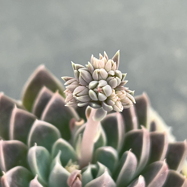 エケベリア：ウィンドオブチェンジ2.5号ポット