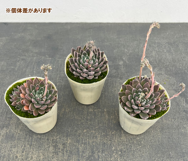 エケベリア：ウィンドオブチェンジ2.5号ポット