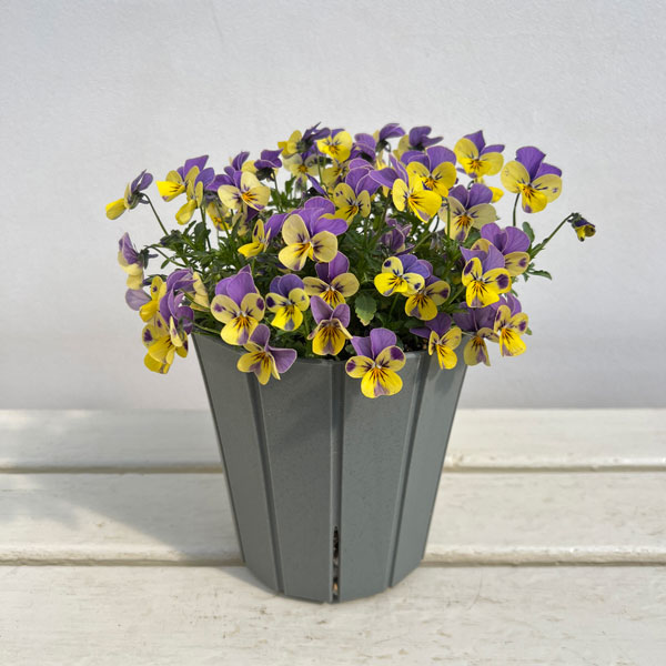 見元園芸さんのビオラ：にゃんにゃんぽこにゃんMIX　5号鉢植え*