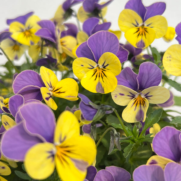 見元園芸さんのビオラ：にゃんにゃんぽこにゃんMIX　5号鉢植え*