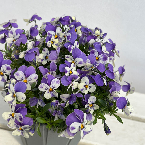 見元園芸さんのビオラ：にゃんにゃんぽこにゃんMIX　5号鉢植え*