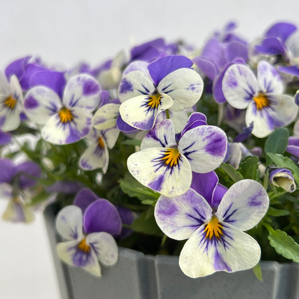 見元園芸さんのビオラ：にゃんにゃんぽこにゃんMIX　5号鉢植え*