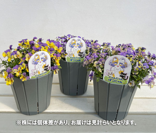 見元園芸さんのビオラ：にゃんにゃんぽこにゃんMIX　5号鉢植え*