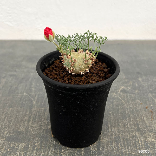 モンソニア：ペニクリナム　2.5号　