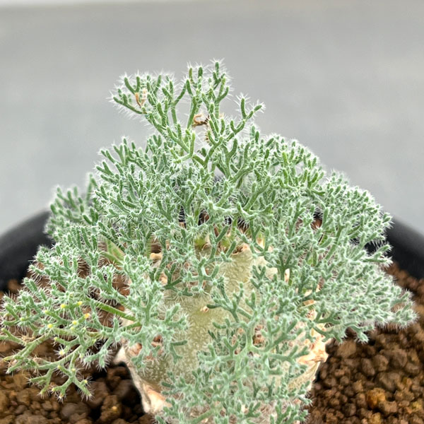 モンソニア：ペニクリナム　2.5号　