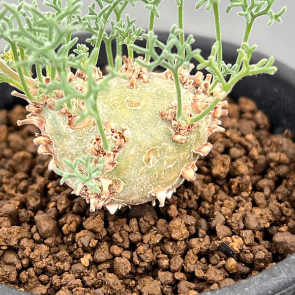 モンソニア：ペニクリナム　2.5号　