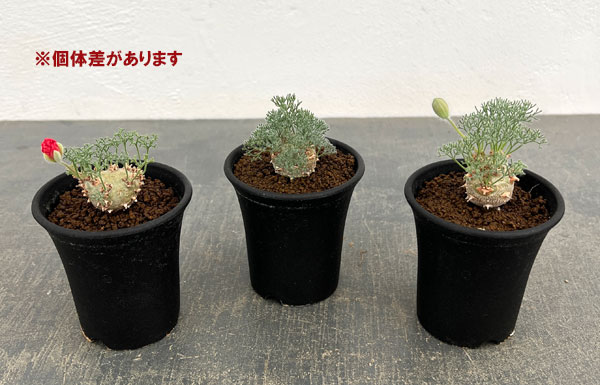 モンソニア：ペニクリナム　2.5号　