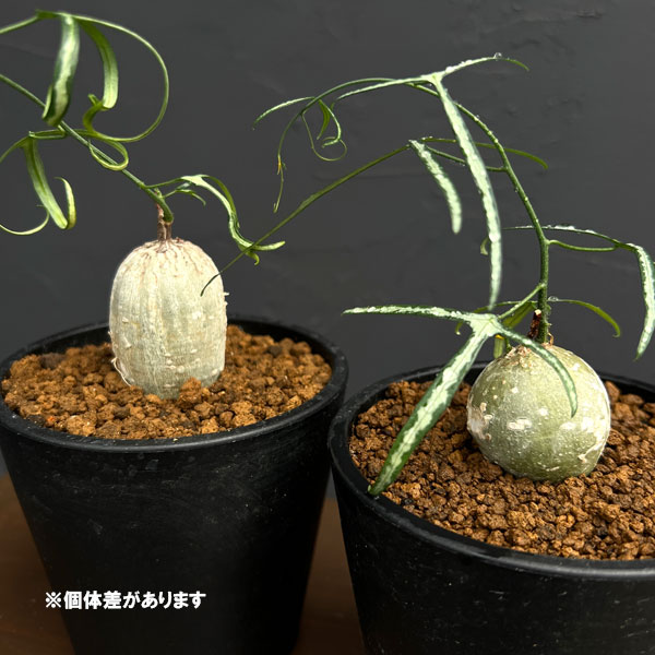 アデニア:キルキー 3.5号