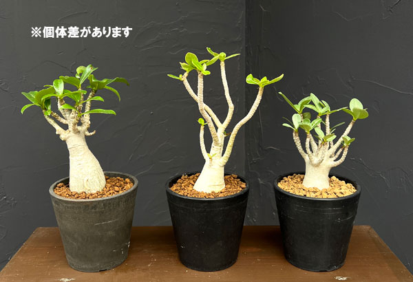 アデニウム：タイソコトラナム　3.5号