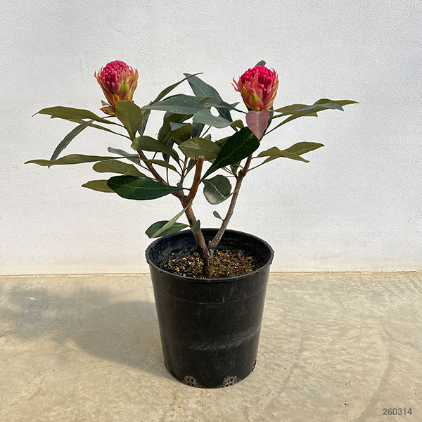 テロペア（テロピア）：シャディレディーレッド　7号鉢植え（２F）