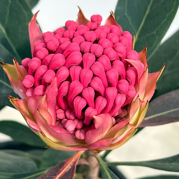 テロペア（テロピア）：シャディレディーレッド　7号鉢植え（２F）