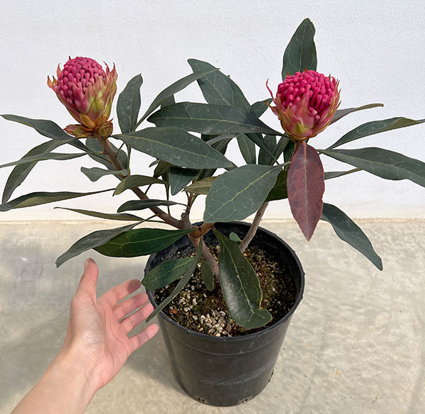 テロペア（テロピア）：シャディレディーレッド　7号鉢植え（２F）