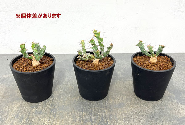 ユーフォルビア：クラビゲラ　3.5号