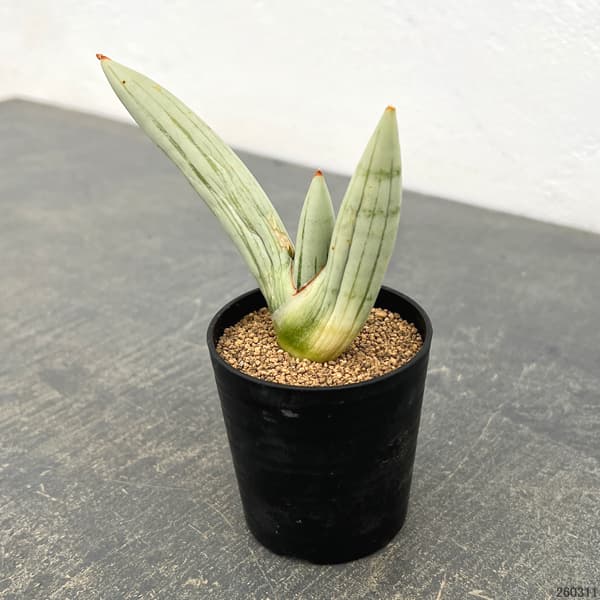 サンセベリア：アイスマン　2号鉢植え