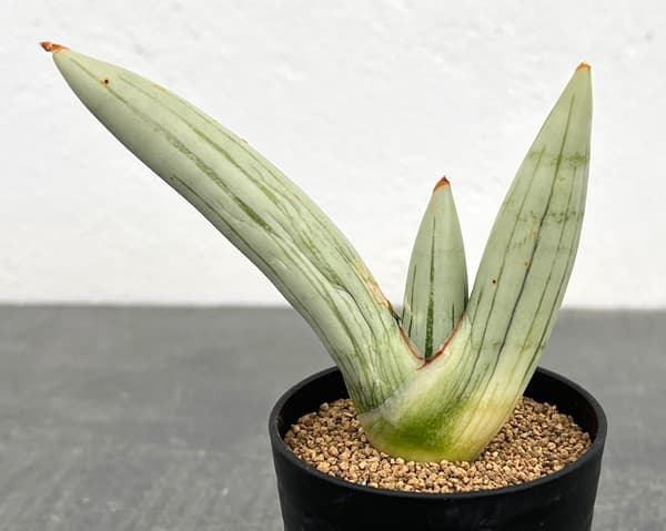 サンセベリア：アイスマン　2号鉢植え