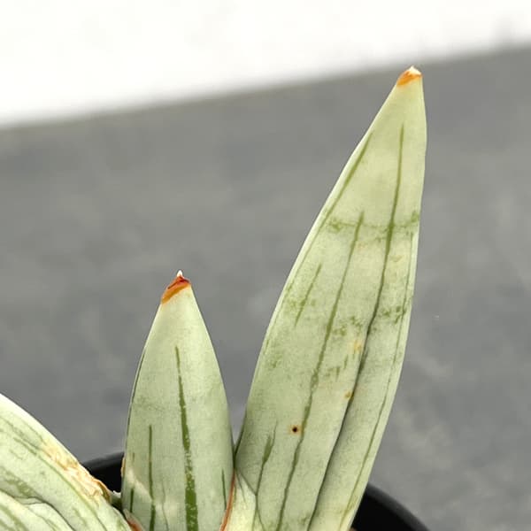 サンセベリア：アイスマン　2号鉢植え