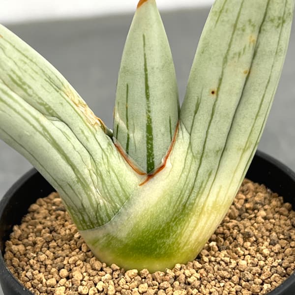 サンセベリア：アイスマン　2号鉢植え