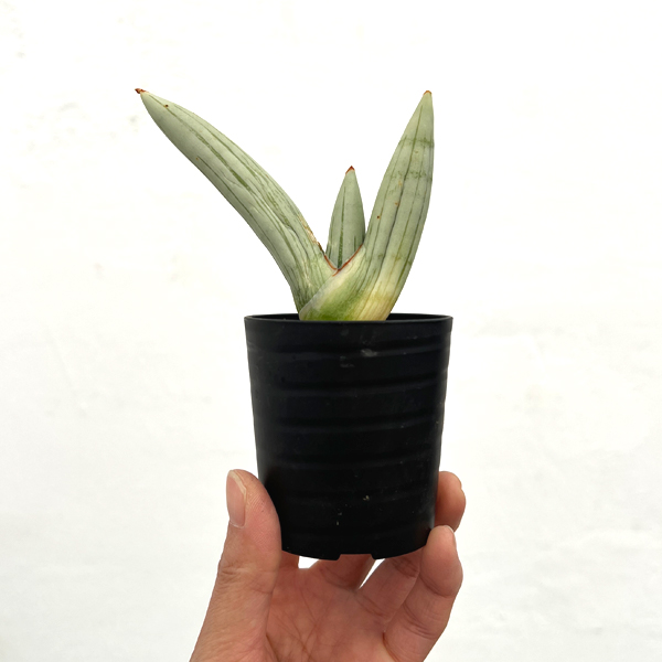 サンセベリア：アイスマン　2号鉢植え