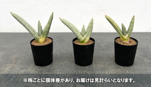 サンセベリア：アイスマン　2号鉢植え
