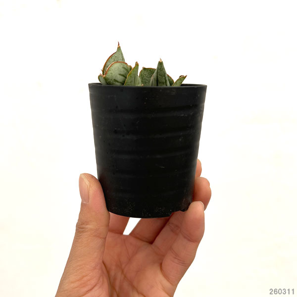 サンセベリア：ミニローズ　2号鉢植え