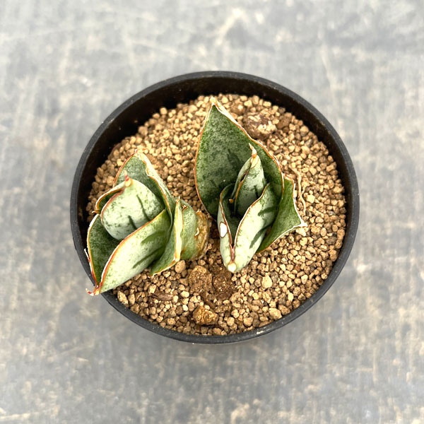サンセベリア：ミニローズ　2号鉢植え