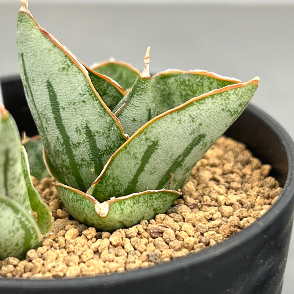 サンセベリア：ミニローズ　2号鉢植え