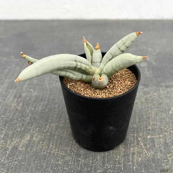 サンセベリア：ボンセレンシス　プラチナム　2号鉢植え