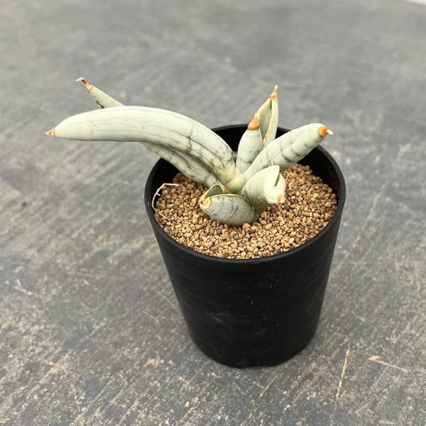 サンセベリア：ボンセレンシス　プラチナム　2号鉢植え