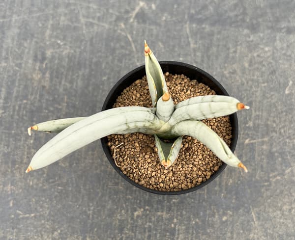 サンセベリア：ボンセレンシス　プラチナム　2号鉢植え