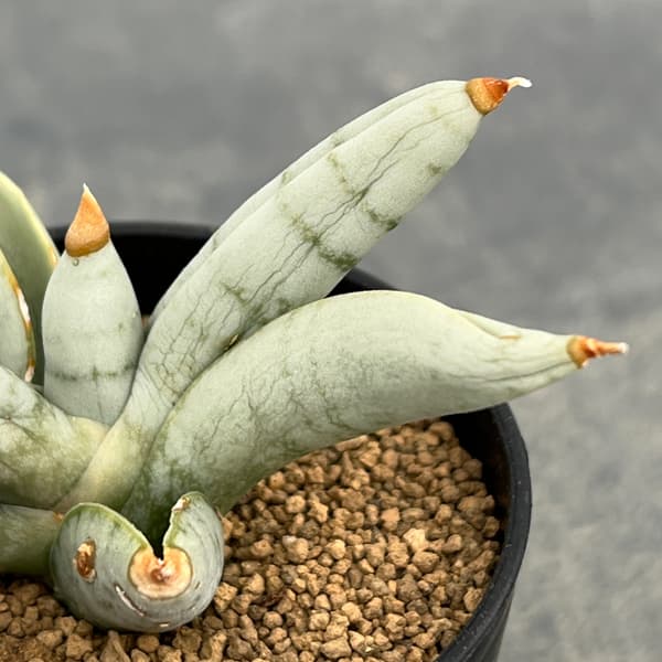 サンセベリア：ボンセレンシス　プラチナム　2号鉢植え