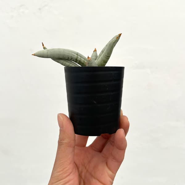 サンセベリア：ボンセレンシス　プラチナム　2号鉢植え