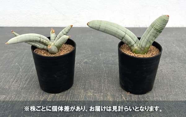 サンセベリア：ボンセレンシス　プラチナム　2号鉢植え