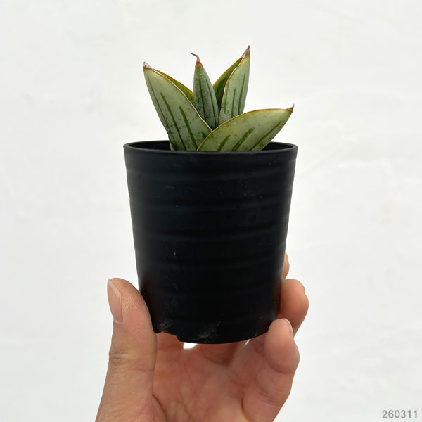 サンセベリア：ミニローズ（タイプB）　2号鉢植え