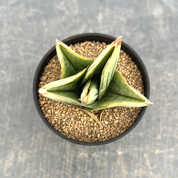 サンセベリア：ミニローズ（タイプB）　2号鉢植え