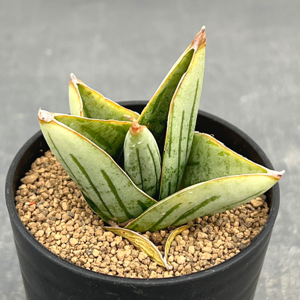 サンセベリア：ミニローズ（タイプB）　2号鉢植え