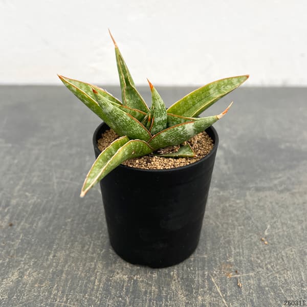 サンセベリア：プラブ　2号鉢植え