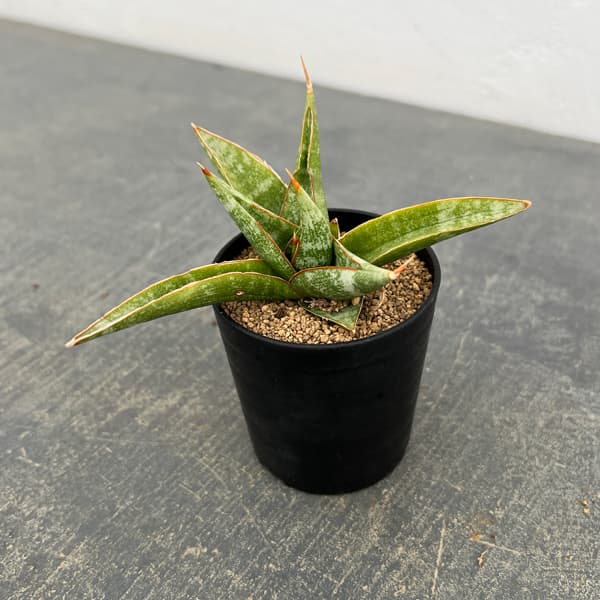 サンセベリア：プラブ　2号鉢植え