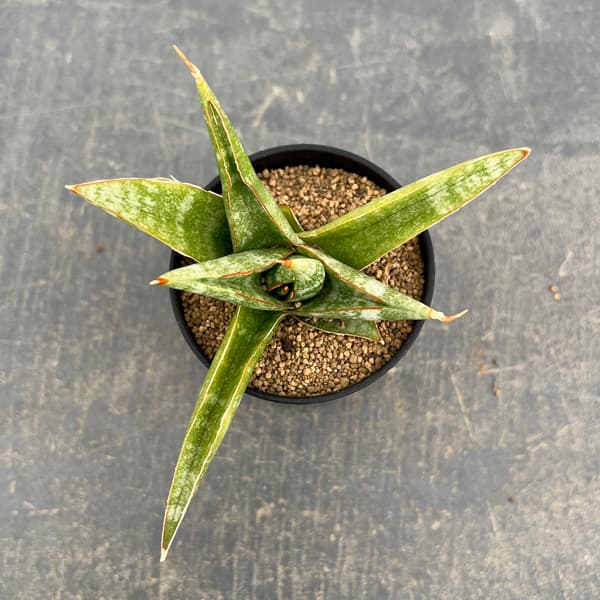 サンセベリア：プラブ　2号鉢植え