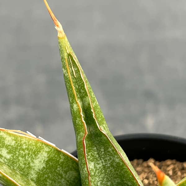 サンセベリア：プラブ　2号鉢植え