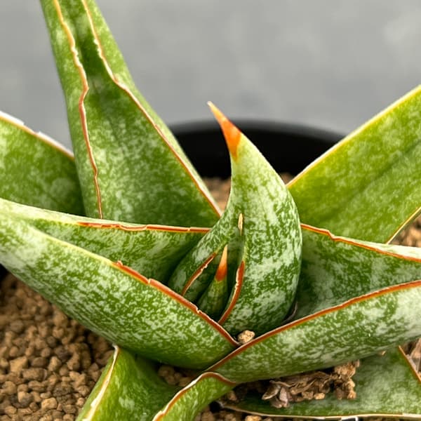 サンセベリア：プラブ　2号鉢植え