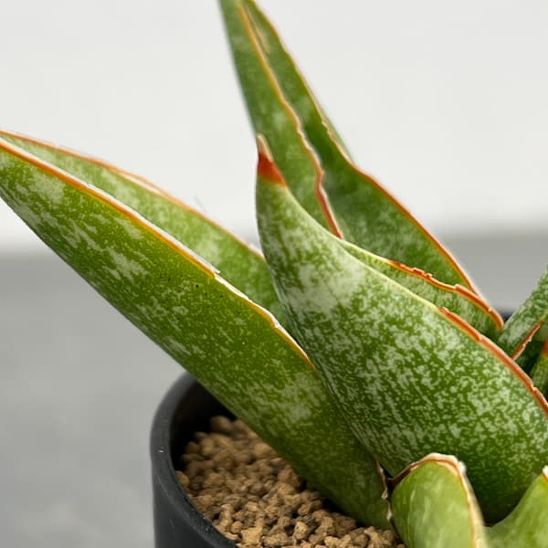 サンセベリア：プラブ　2号鉢植え