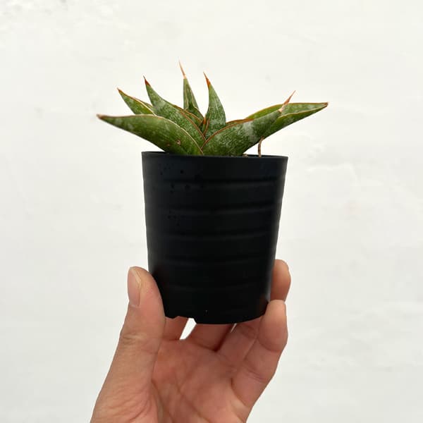 サンセベリア：プラブ　2号鉢植え