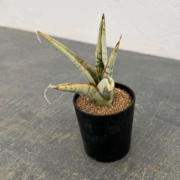 サンセベリア：スノーフレーク　2号鉢植え